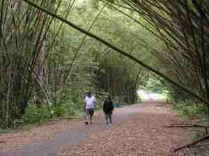 Bamboo Cathedral